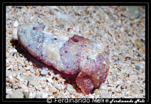 Cuttlefish. by Ferdinando Meli 